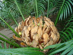 Cycas