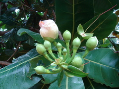 Barringtonia asiatica