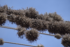 Tillandsia capillaris