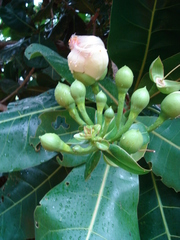 Barringtonia asiatica