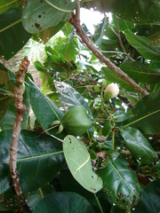 Barringtonia asiatica