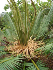 Cycas seemannii