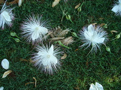 Barringtonia asiatica