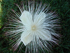 Barringtonia asiatica