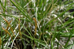 Festuca octoflora