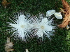 Barringtonia asiatica