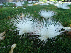 Barringtonia asiatica