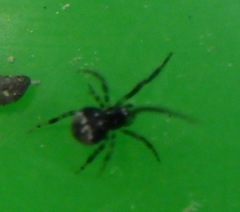 Cryptachaea rupicola