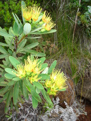 Xanthostemon aurantiacus