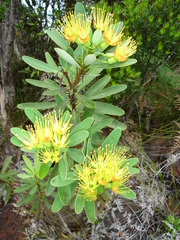 Xanthostemon aurantiacus