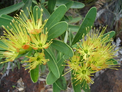 Xanthostemon aurantiacus
