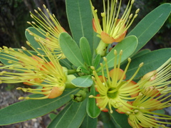 Xanthostemon aurantiacus