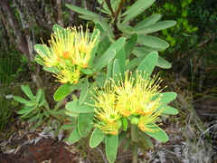 Xanthostemon aurantiacus