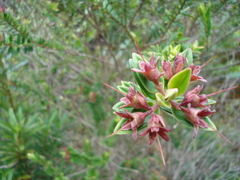 Metrosideros operculata