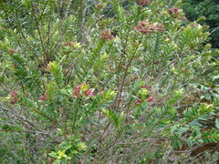 Metrosideros operculata