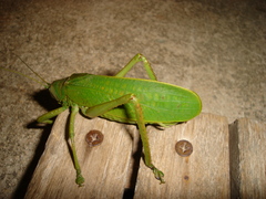 Pseudophyllanax imperialis