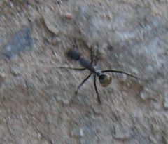 Camponotus chrysurus