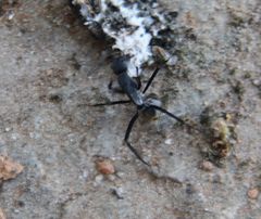 Camponotus chrysurus