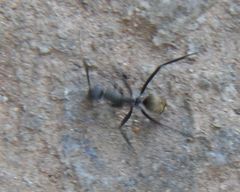 Camponotus chrysurus