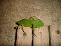 Pseudophyllanax imperialis