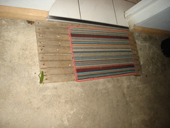 Pseudophyllanax imperialis