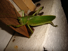 Pseudophyllanax imperialis