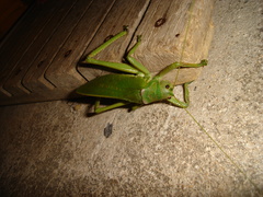 Pseudophyllanax imperialis