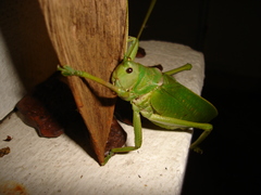 Pseudophyllanax imperialis