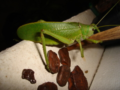 Pseudophyllanax imperialis