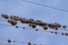 Tillandsia capillaris