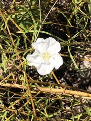 Stylisma pickeringii pattersonii