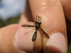 Physocephala marginata