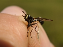 Physocephala marginata