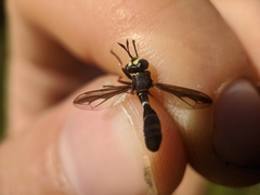 Physocephala marginata