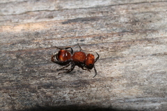 Pseudomethoca vanduzei