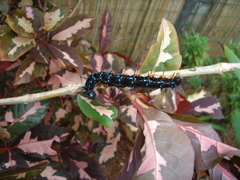 Doleschallia bisaltide denisi