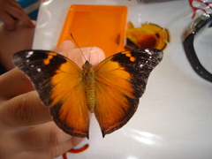 Doleschallia bisaltide denisi