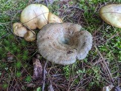 Lactarius indigo