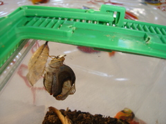 Doleschallia bisaltide denisi