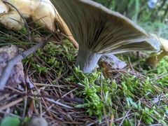 Lactarius indigo