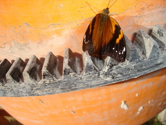 Doleschallia bisaltide denisi