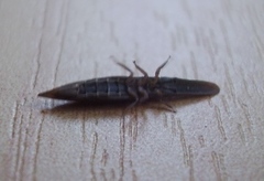 Paracephaleus hudsoni
