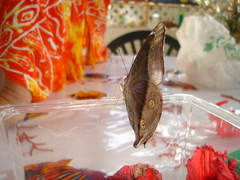 Doleschallia bisaltide denisi