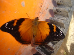 Doleschallia bisaltide denisi