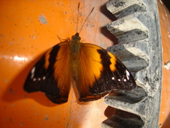 Doleschallia bisaltide denisi