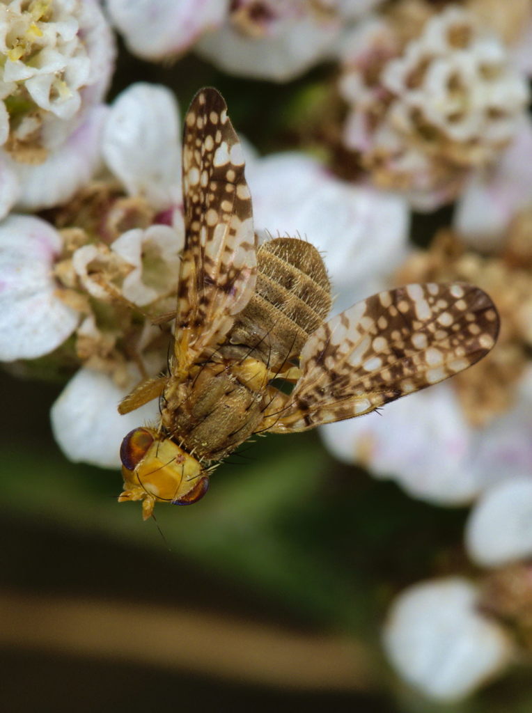 Clouded Yarrow Fly
