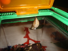 Doleschallia bisaltide denisi