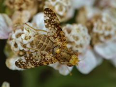 Oxyna flavipennis