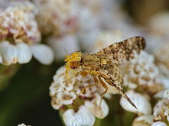 Oxyna flavipennis