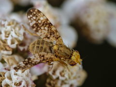 Oxyna flavipennis